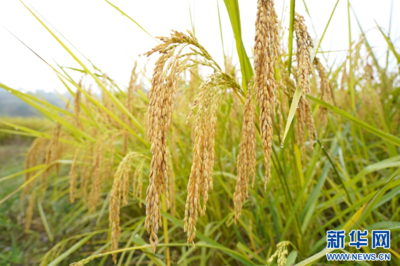 视频丨2.2米高!福建南平巨型水稻丰收